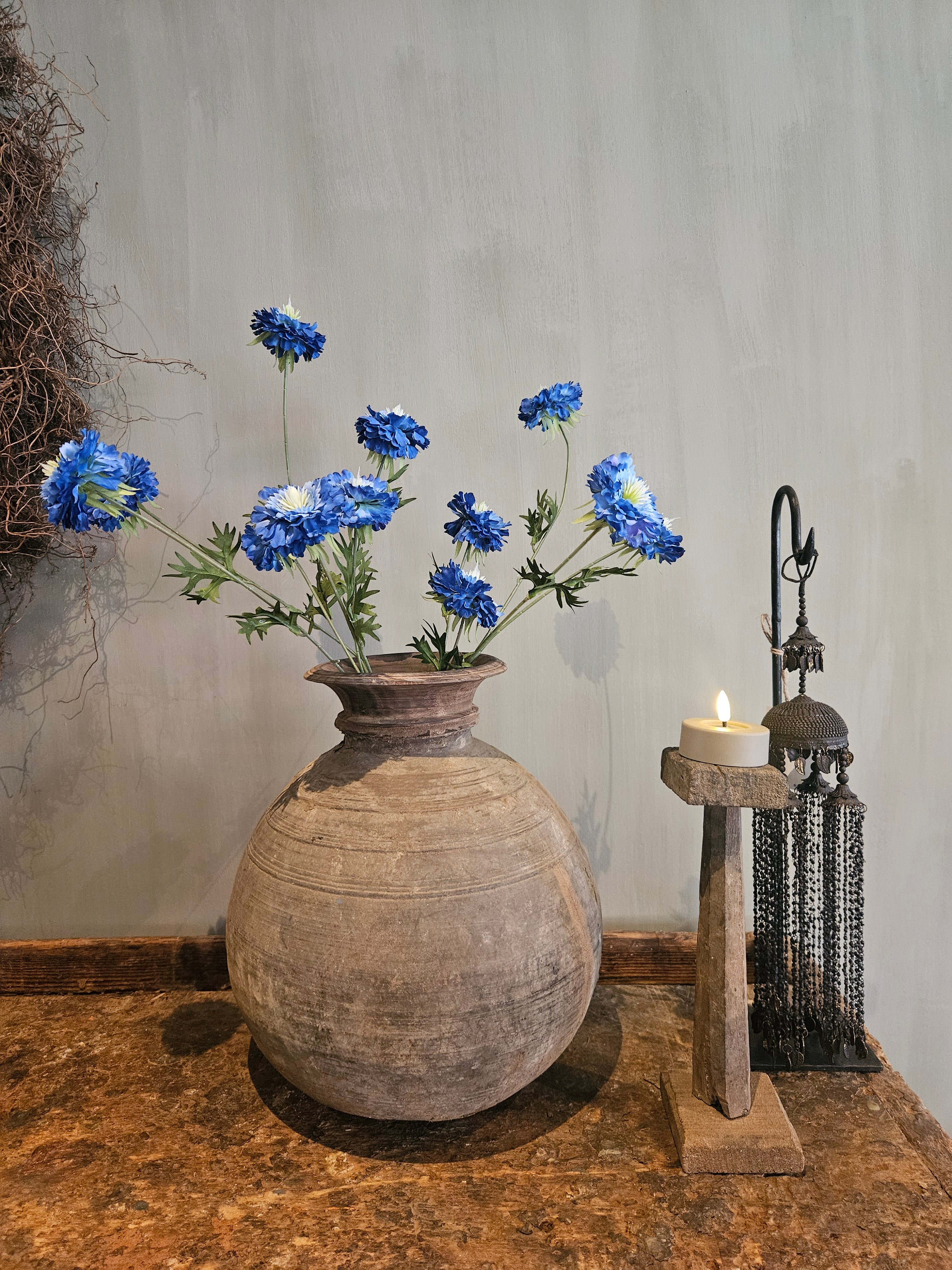 Scabiosa blue