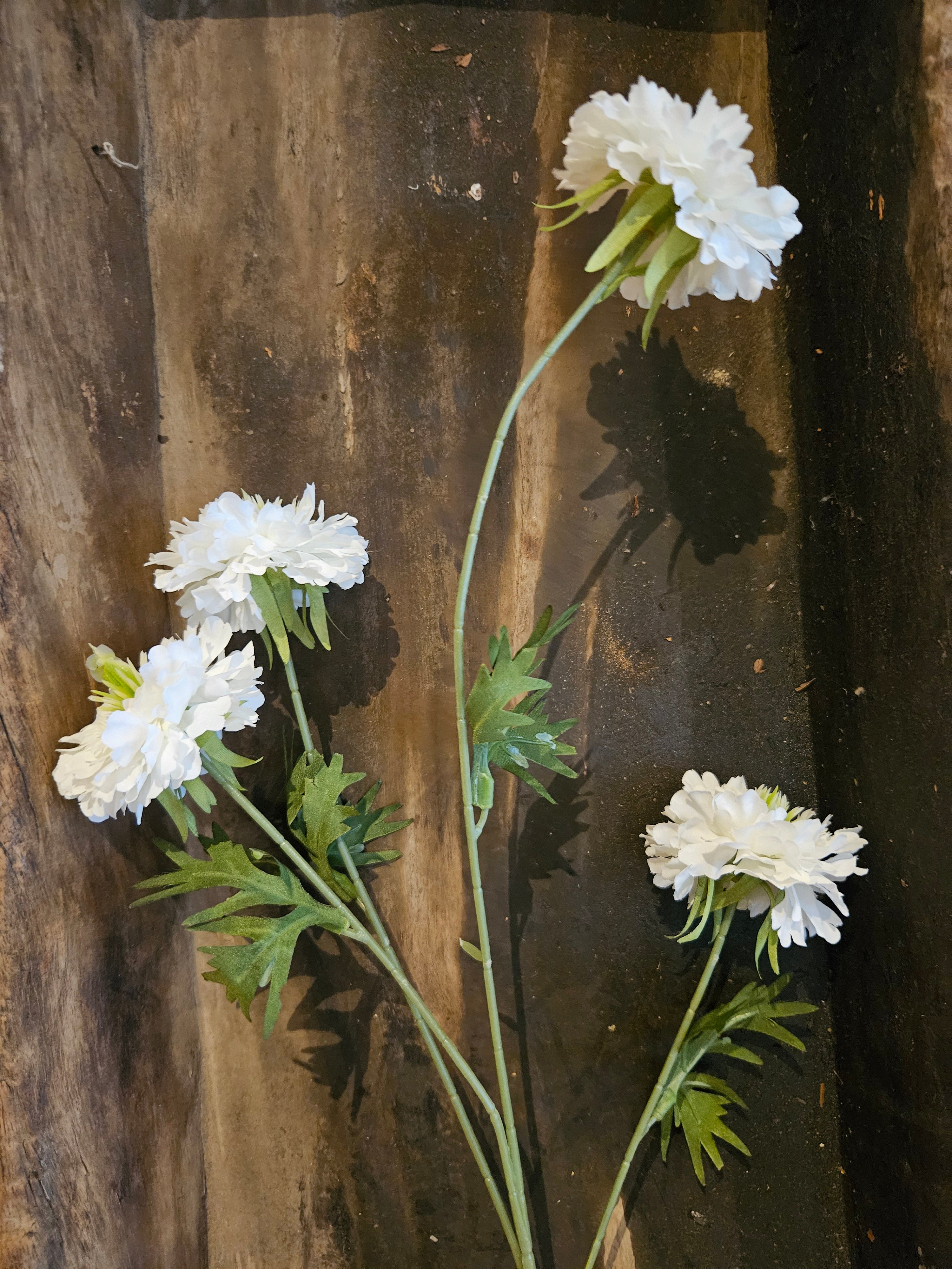 Scabiosa zijdetak wit