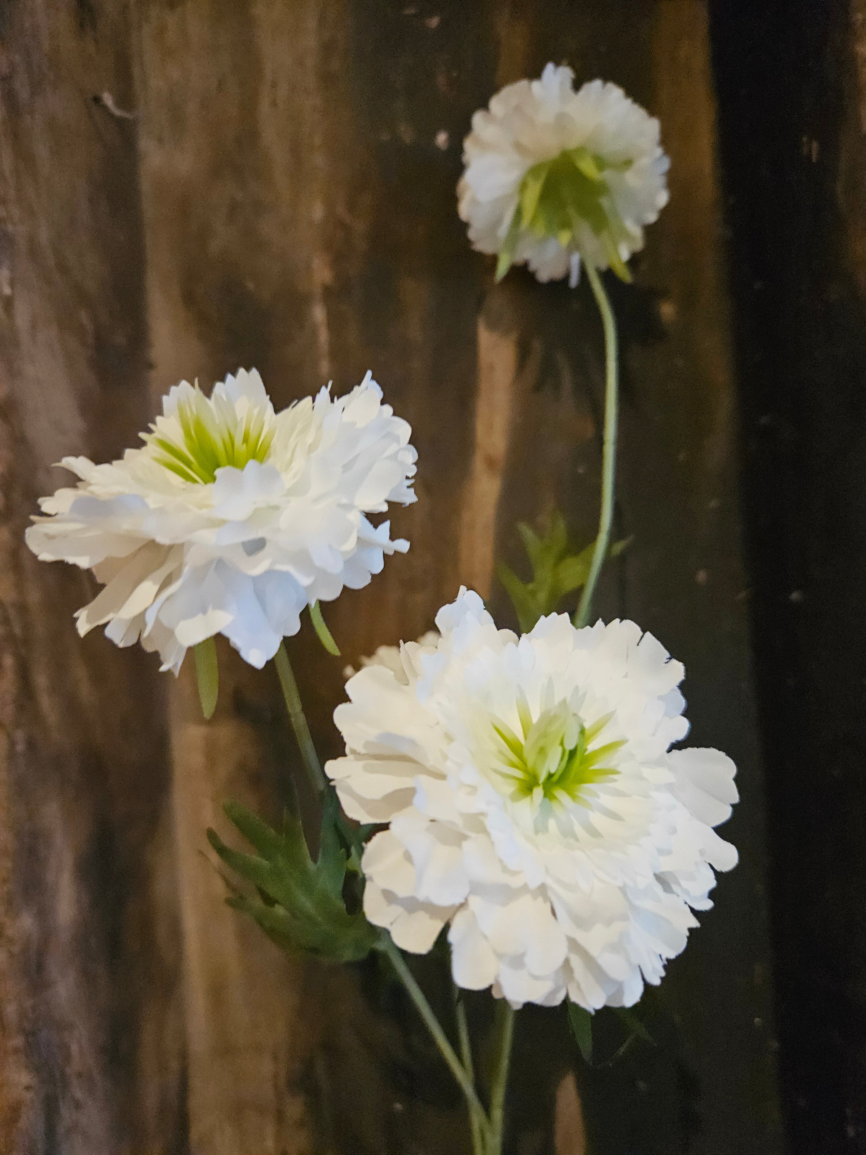 Witte Scabiosa zijdetak voor een landelijk interieur