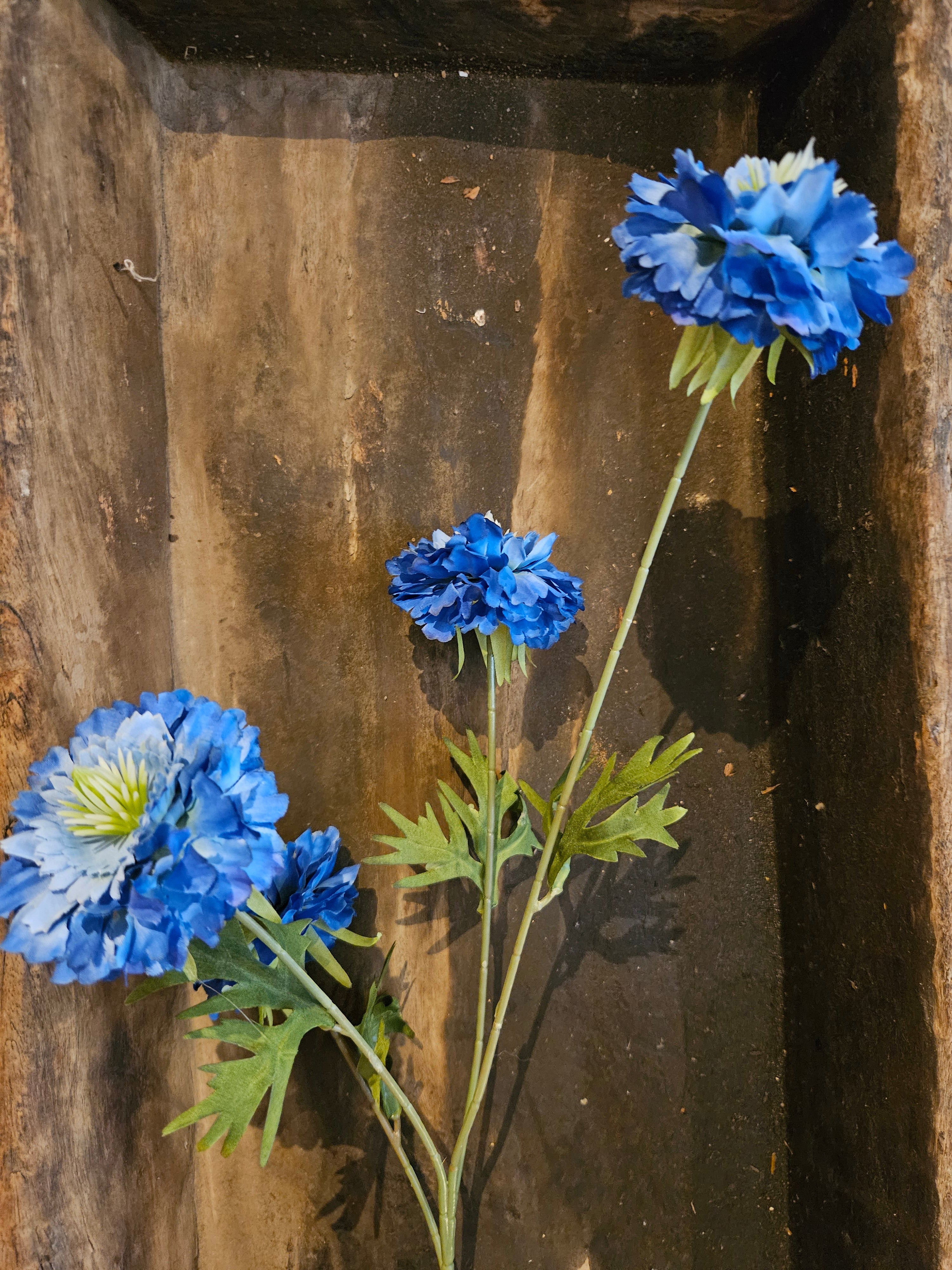 Decoratieve Scabiosa Blue met verfijnde bloemen