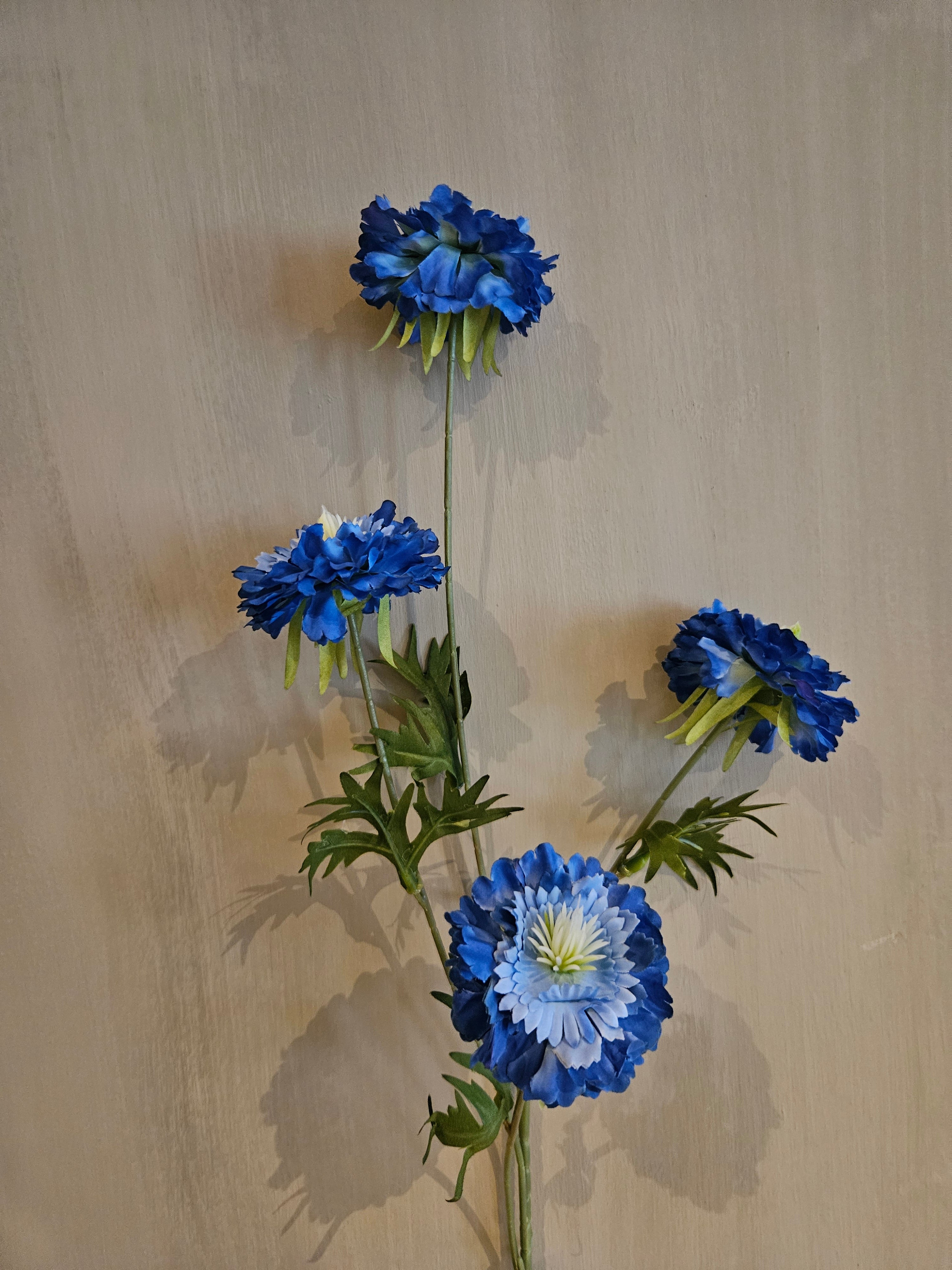 Zijdetak scabiosa