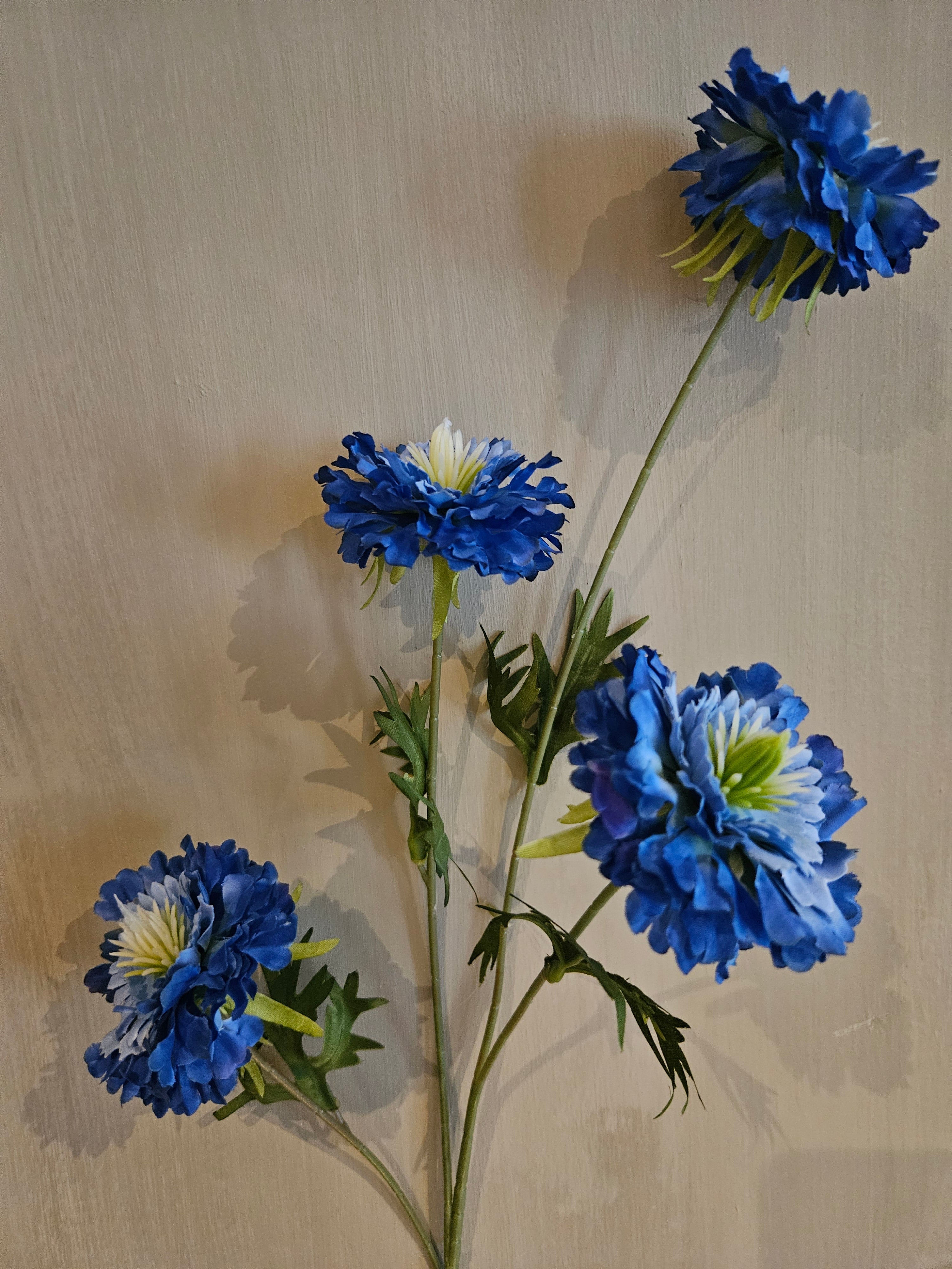 Blauwe Scabiosa