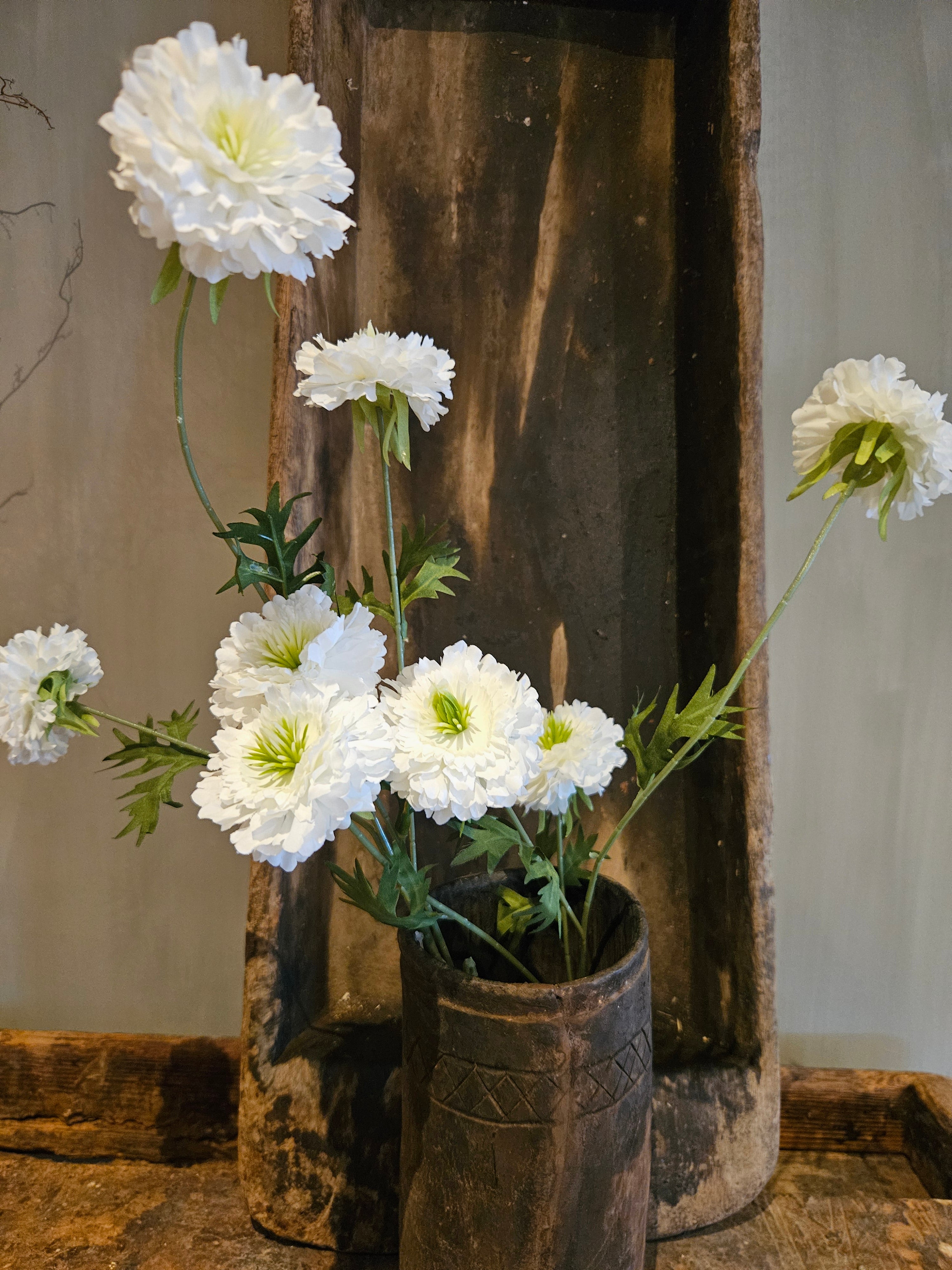Scabiosa White