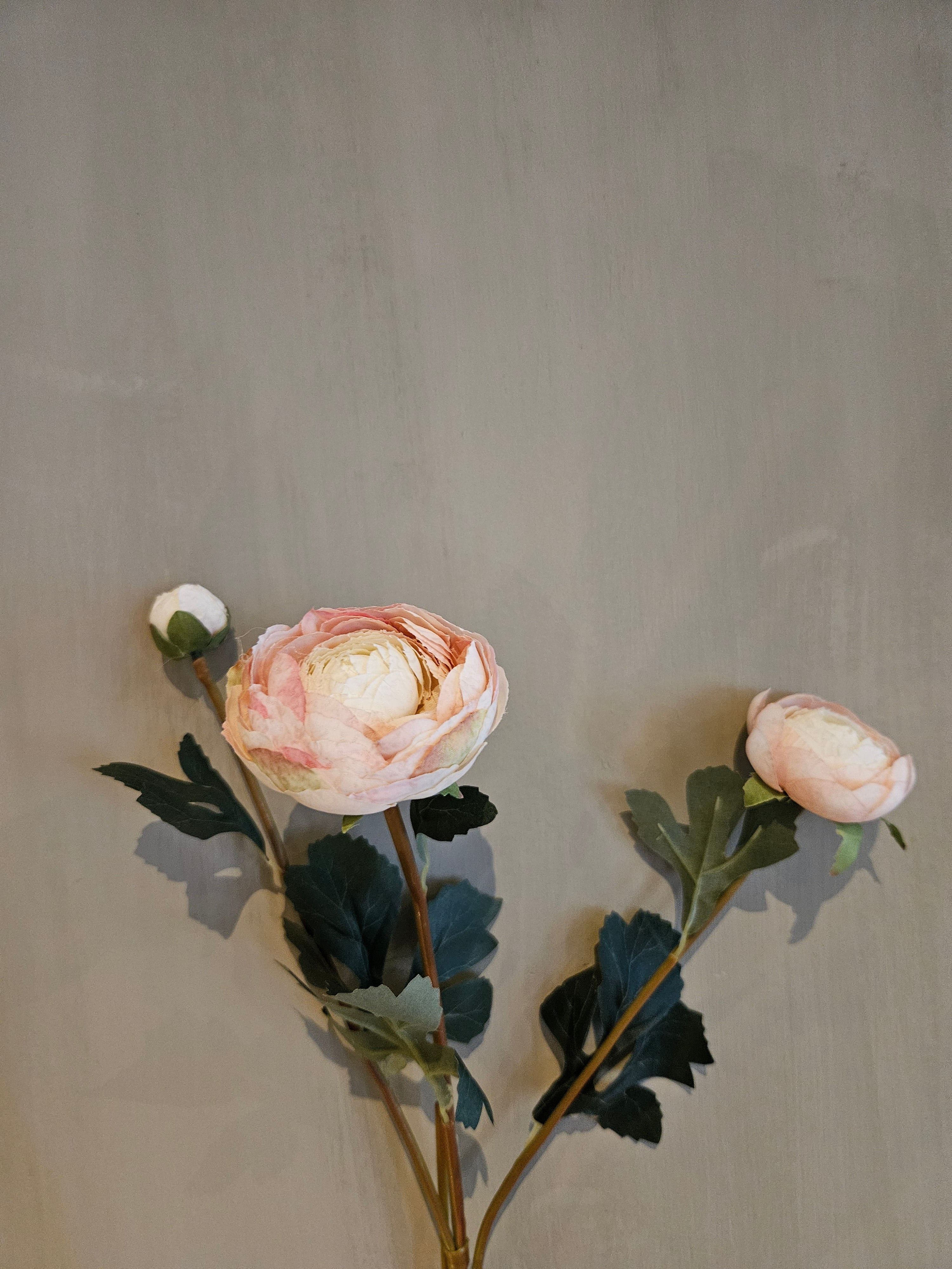 Pioenroos roze