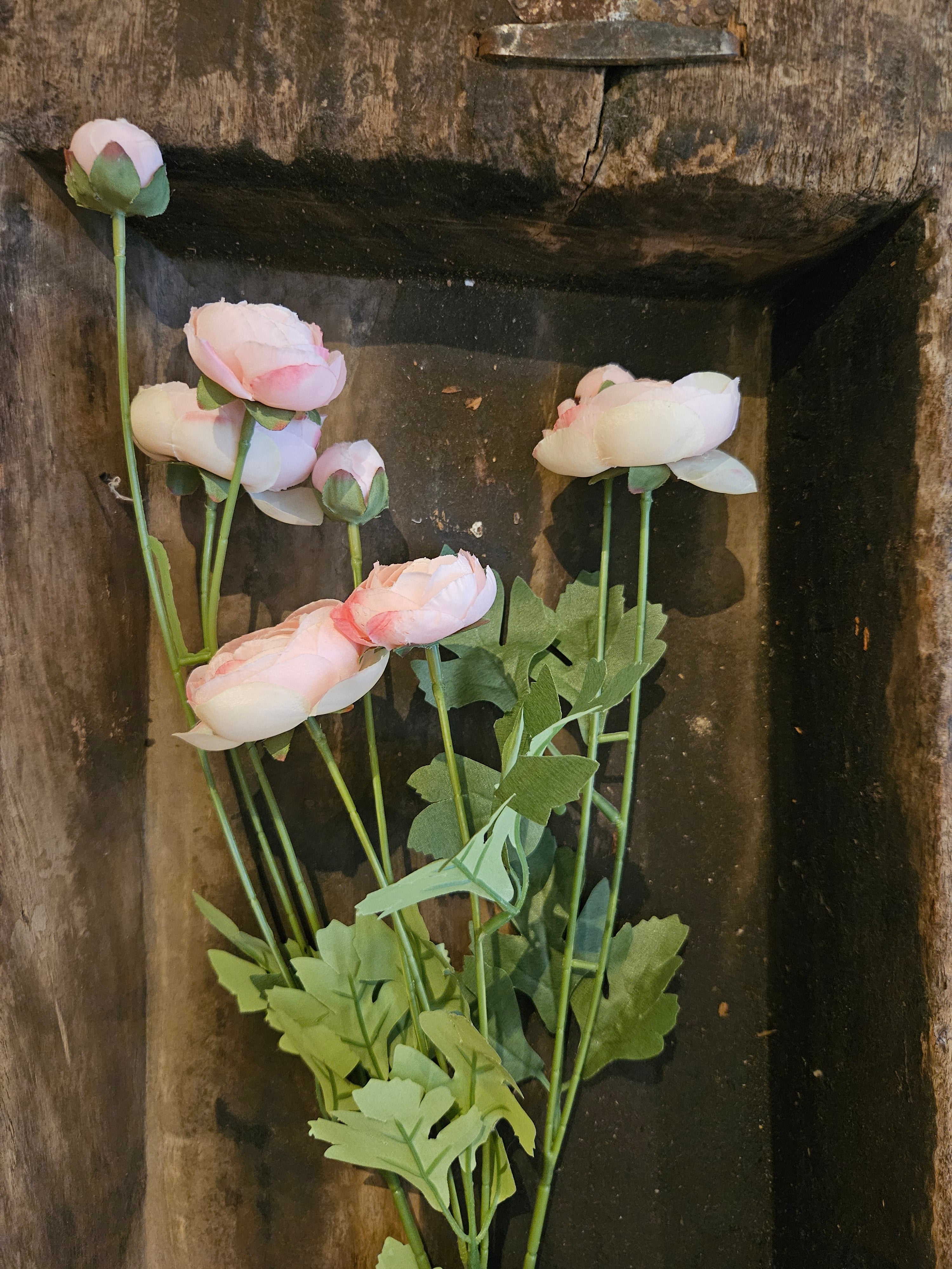 Ranonkel roze
