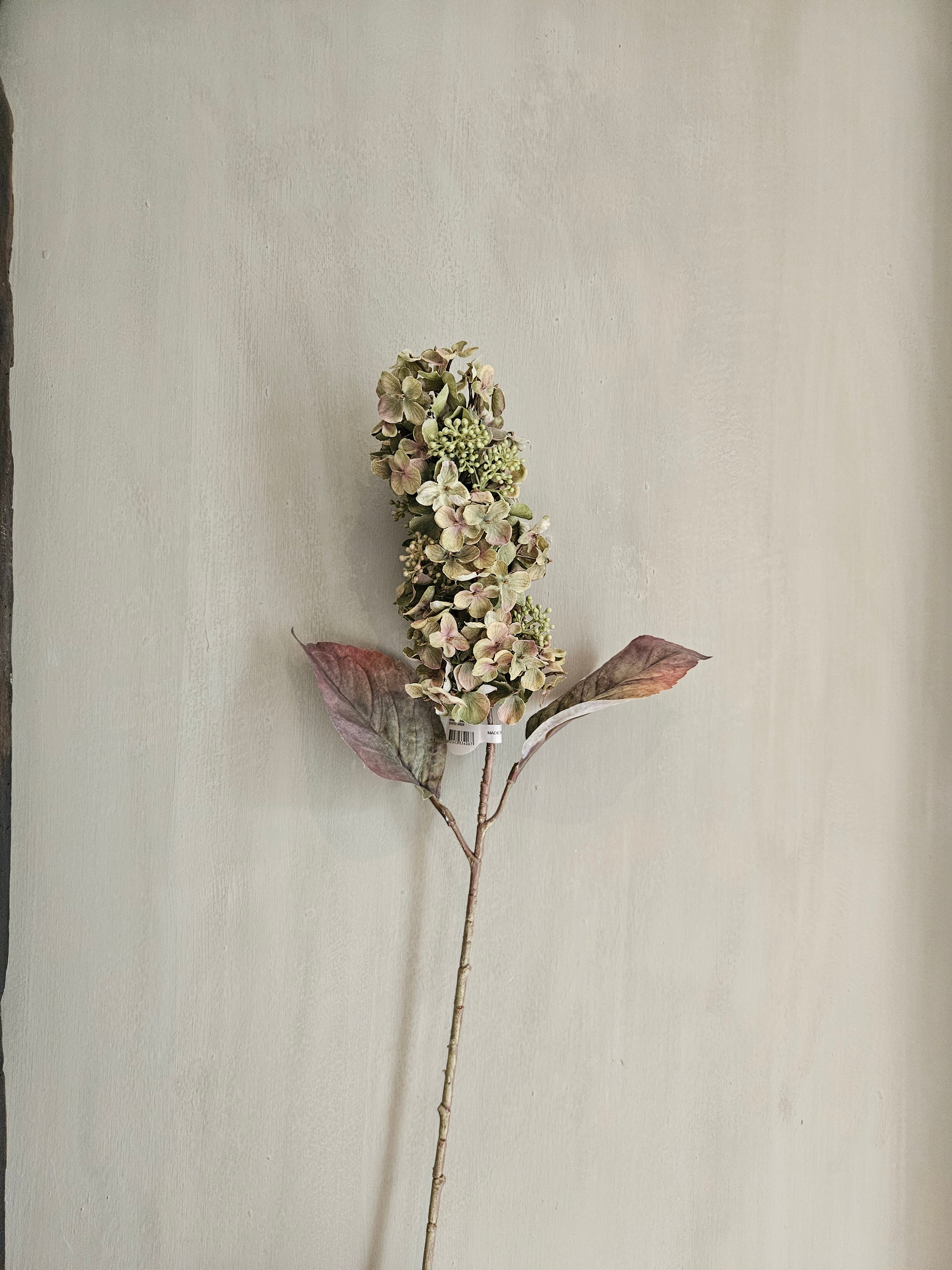 groene pluimhortensia