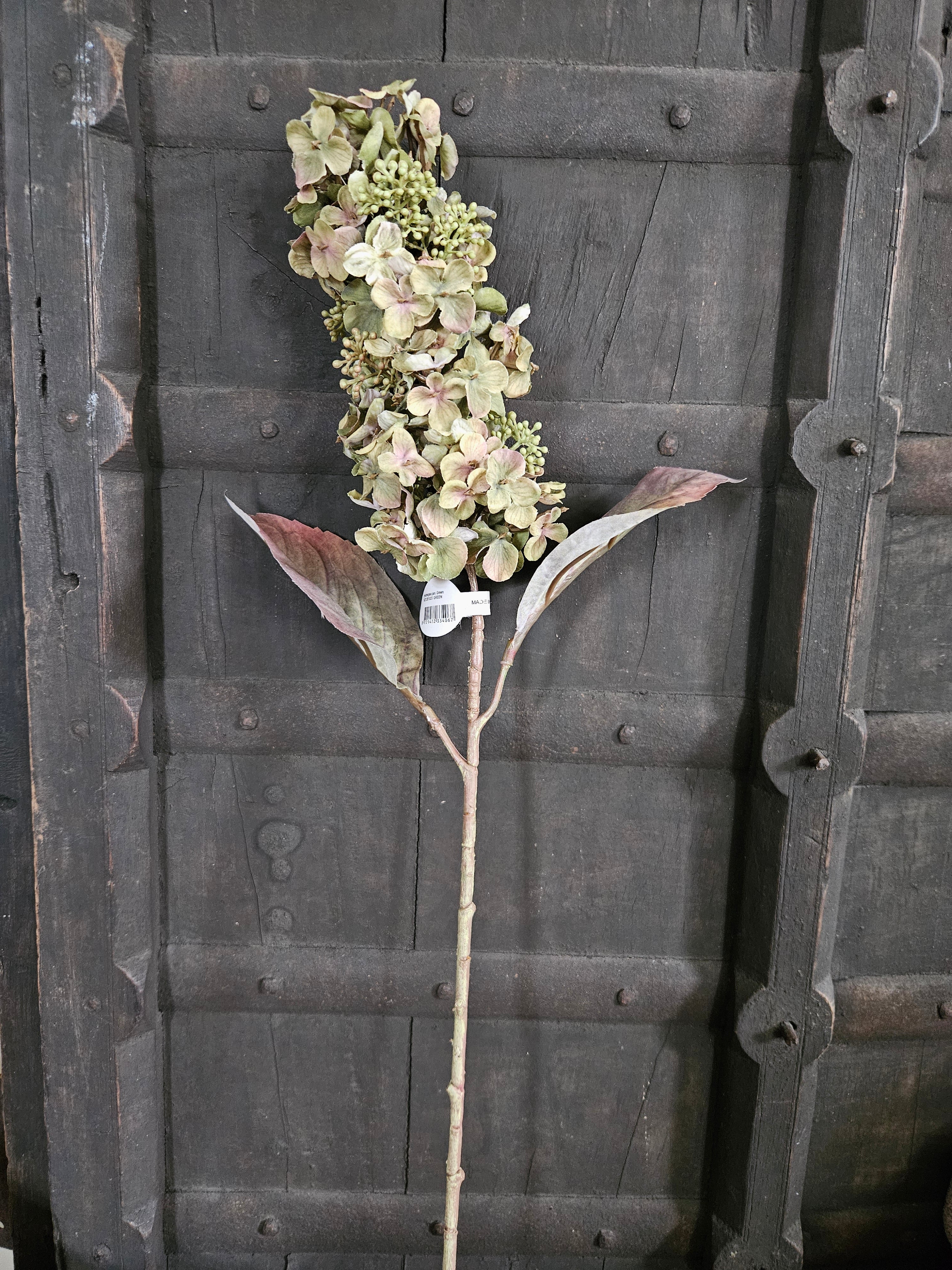 pluimhortensia zijdetak