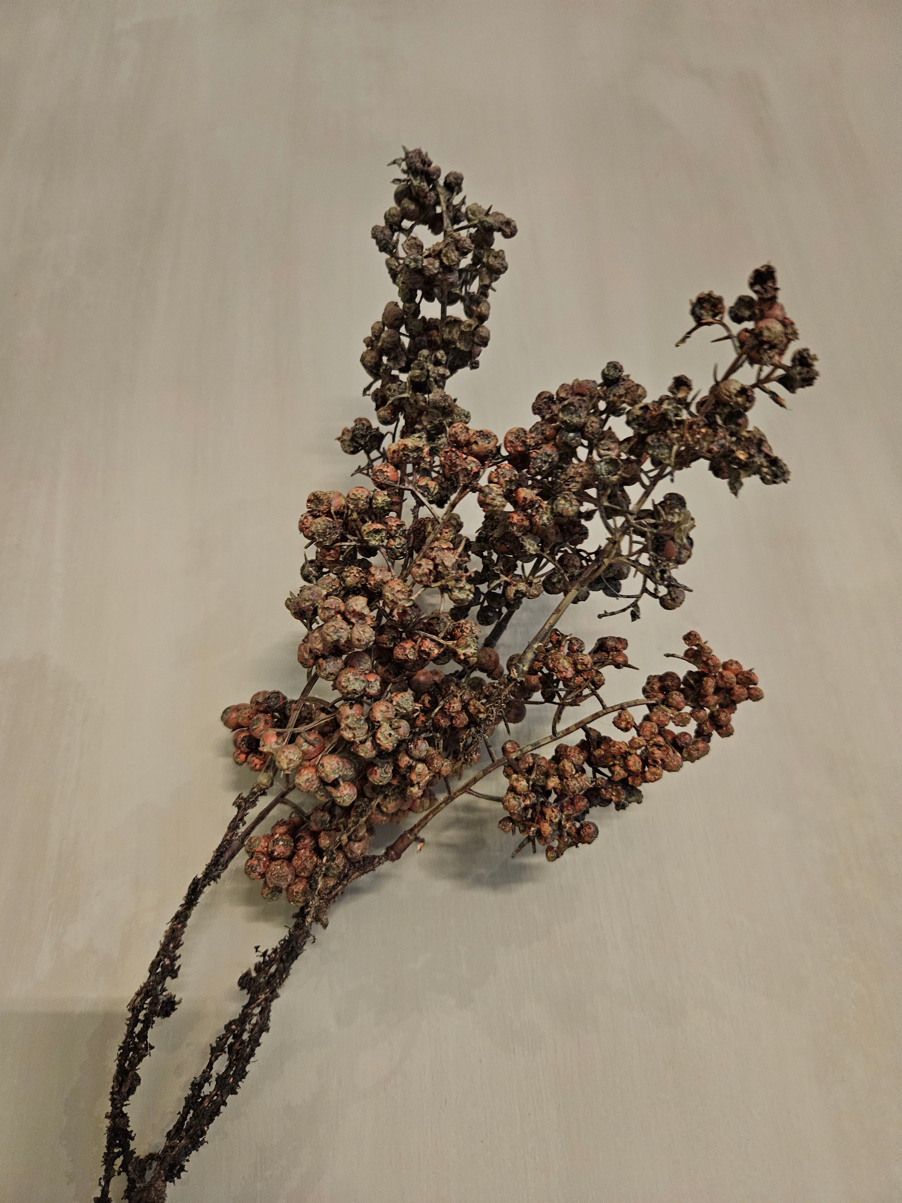kunsttak Ligustrum bes