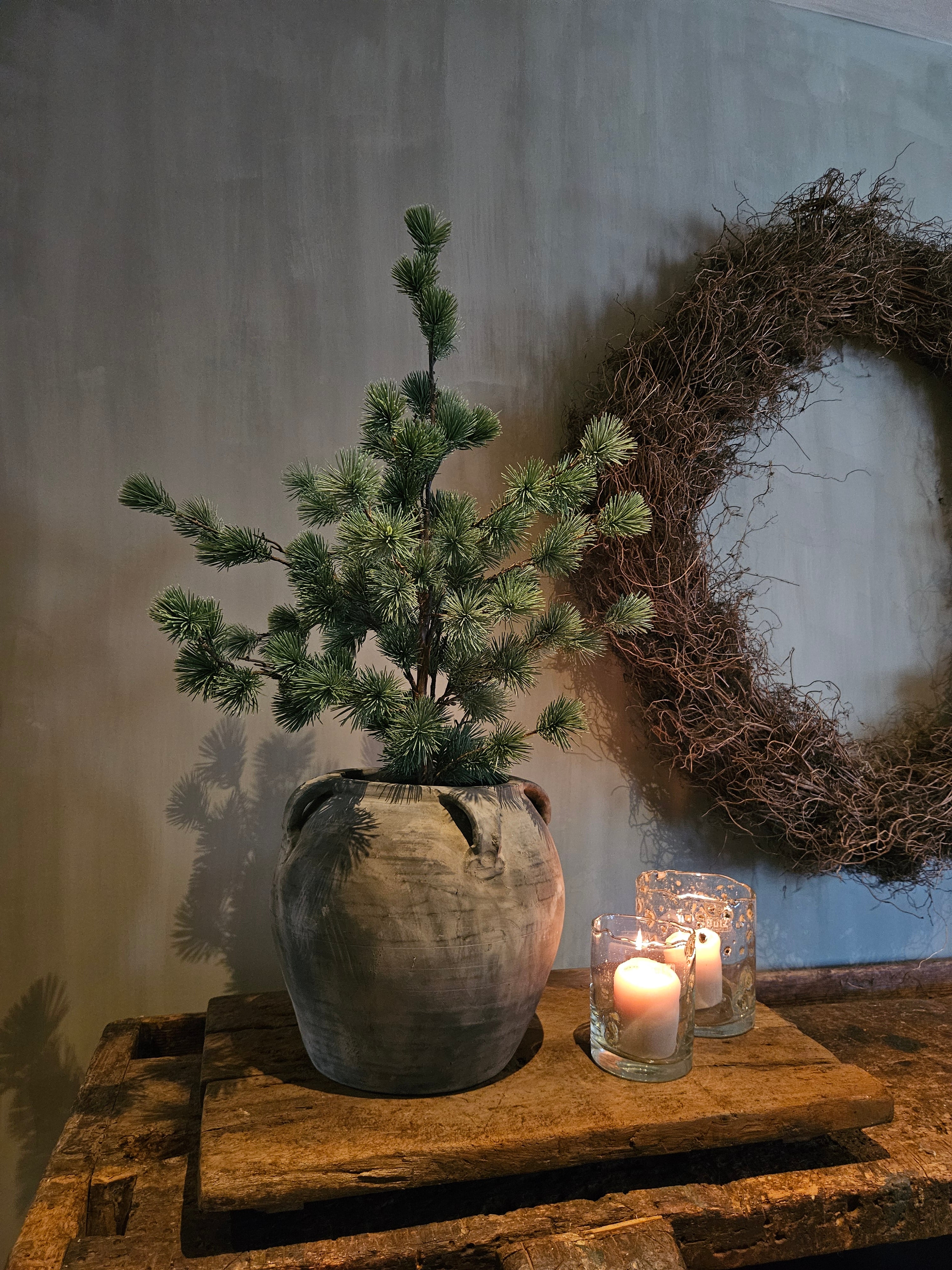 kleine larixboom