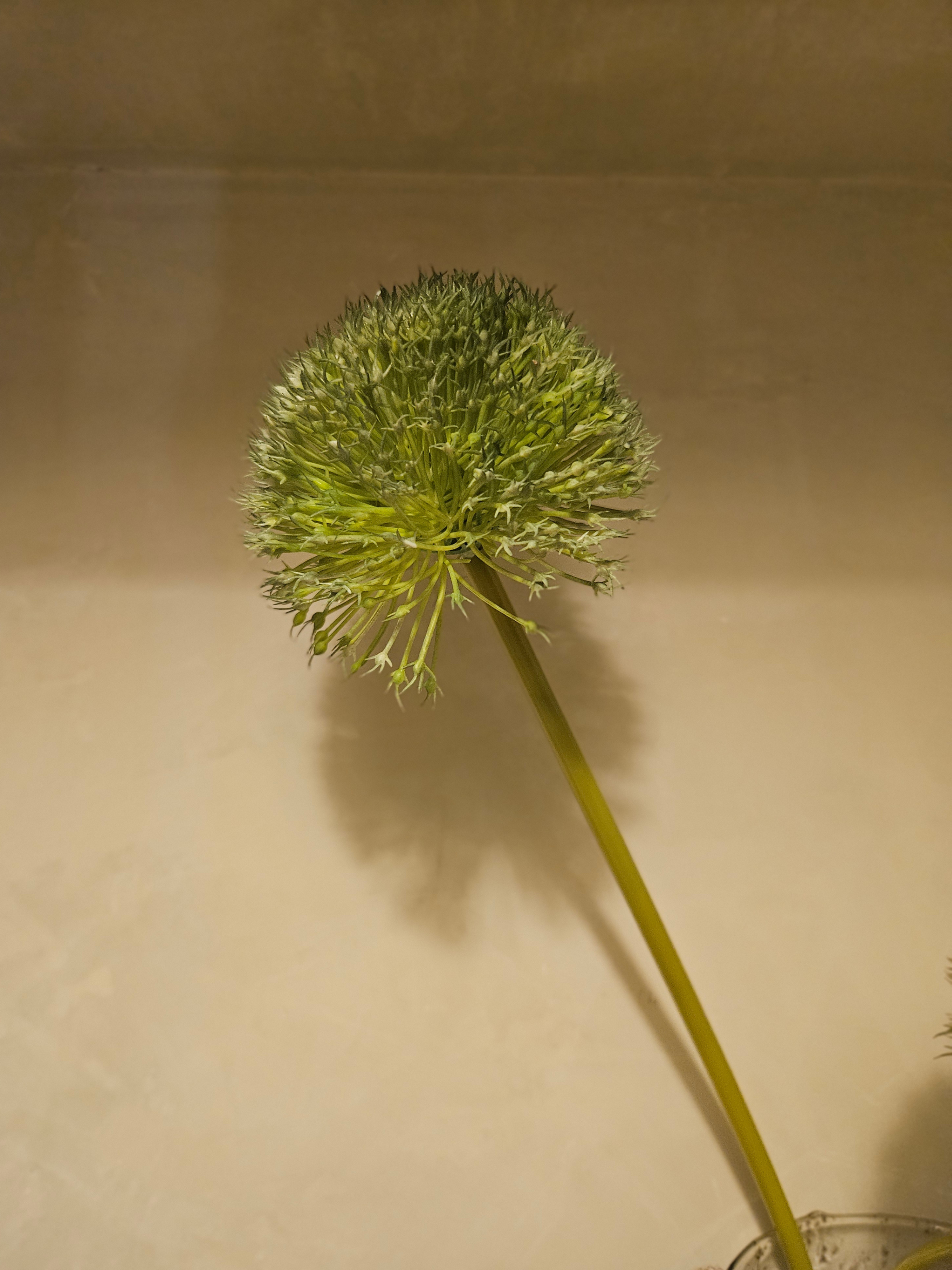 Zijdetak Sierui
